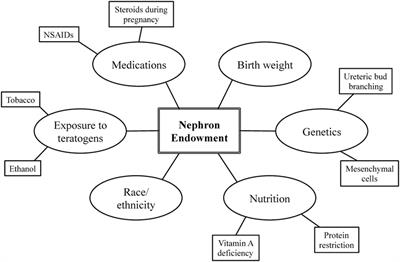 Developmental Origins and Nephron Endowment in Hypertension